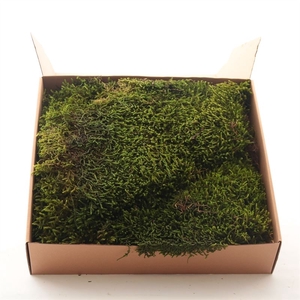 Long moss Gepreserveerd ca 0,35 m2