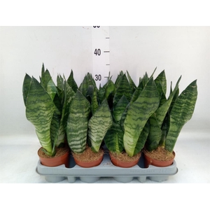 Sansevieria zeylanica