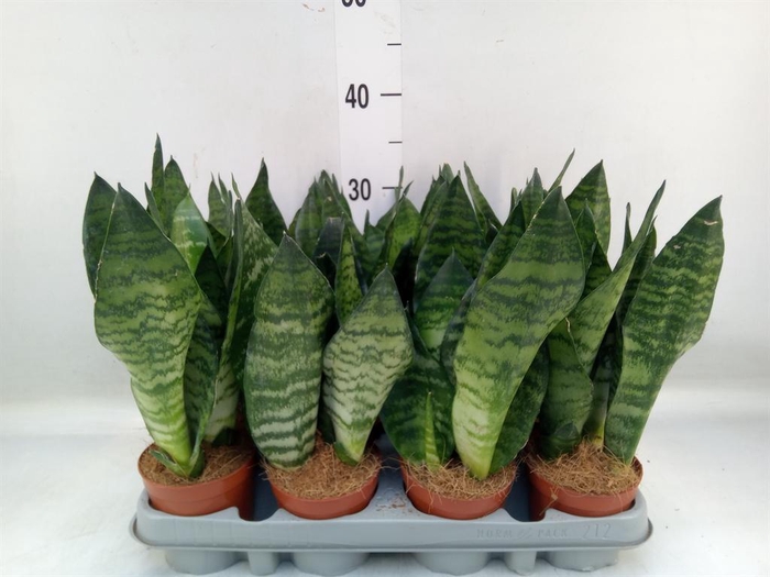 <h4>Sansevieria zeylanica</h4>