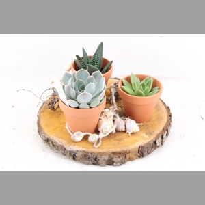 arr2 MB - Hout schijf 3 terra potjes