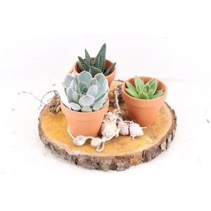 arr2 MB - Hout schijf 3 terra potjes