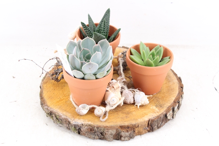 <h4>arr2 MB - Hout schijf 3 terra potjes</h4>