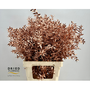 Dried Bleached Ruscus Copper