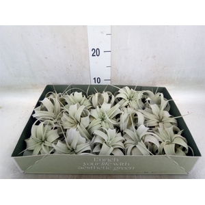 Tillandsia xerographica
