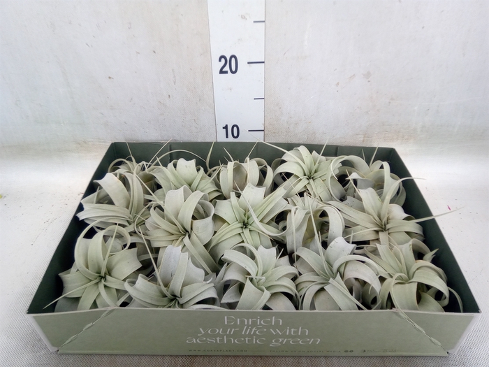 <h4>Tillandsia xerographica</h4>