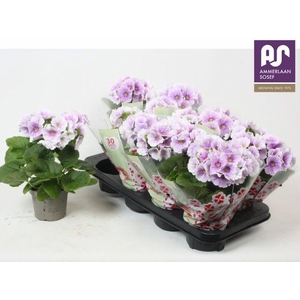 PRIMULA OBCONICA BLUE WHITE P12