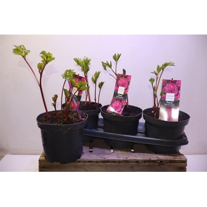 Paeonia Karl Rosenfield