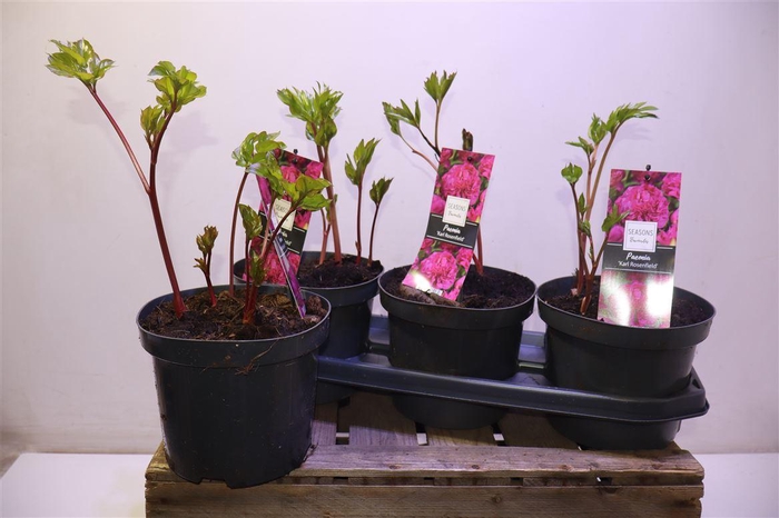 Paeonia Karl Rosenfield