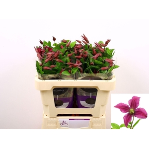 CLEMATIS INSPIRATION CLEM AMAZING K