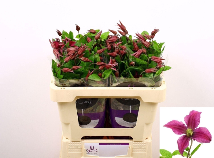 <h4>CLEMATIS INSPIRATION CLEM AMAZING K</h4>