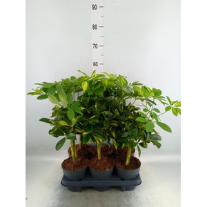 Schefflera arbor. 'Gold Capella'