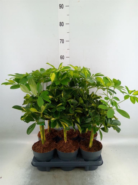 <h4>Schefflera arbor. 'Gold Capella'</h4>