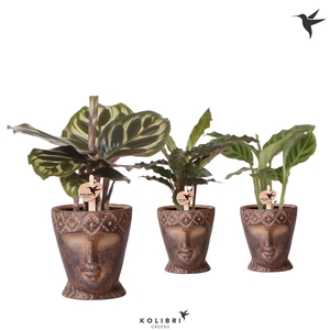 Kolibri Greens Calathea mix in Totem Mask pot