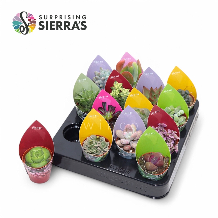 <h4>Succulenten Mix (14spc.) (sierra) Sierra Coll. Potcover</h4>