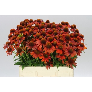Echinacea Purpurea