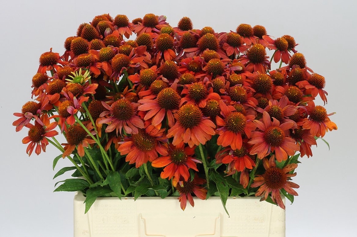 <h4>Echinacea Purpurea</h4>