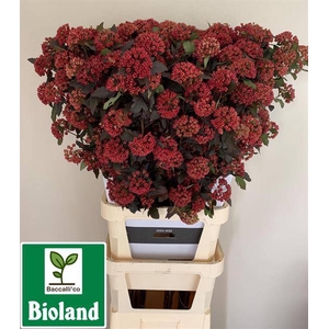 PHYSOCAR OP DIABOLO XXL