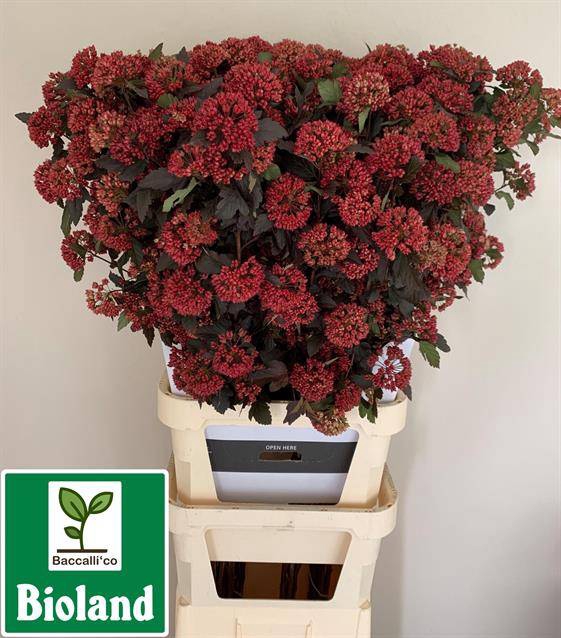 <h4>PHYSOCAR OP DIABOLO XXL</h4>