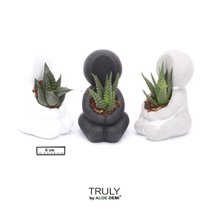 TRULY Succulent, Hug mini