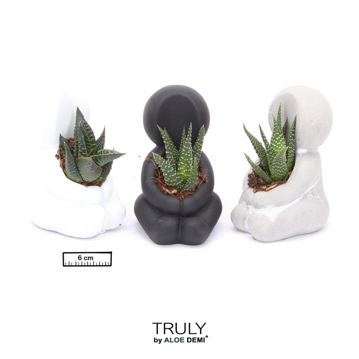<h4>TRULY Succulent, Hug mini</h4>