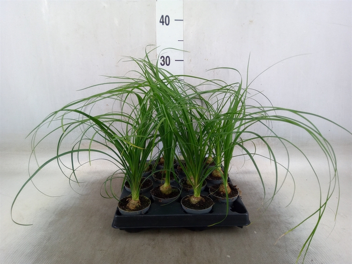 <h4>Beaucarnea recurvata</h4>