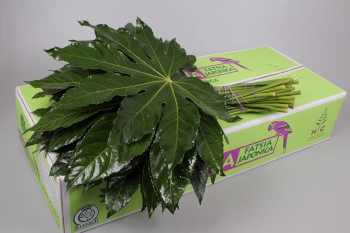 <h4>Aralia Green Ocean</h4>