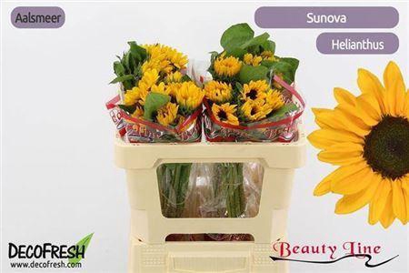 <h4>Heli Sunova</h4>