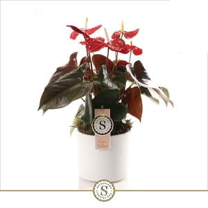 Bari Keramiek White - Coral Champion