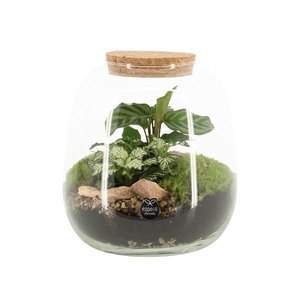 90424: Terrarium arrangement