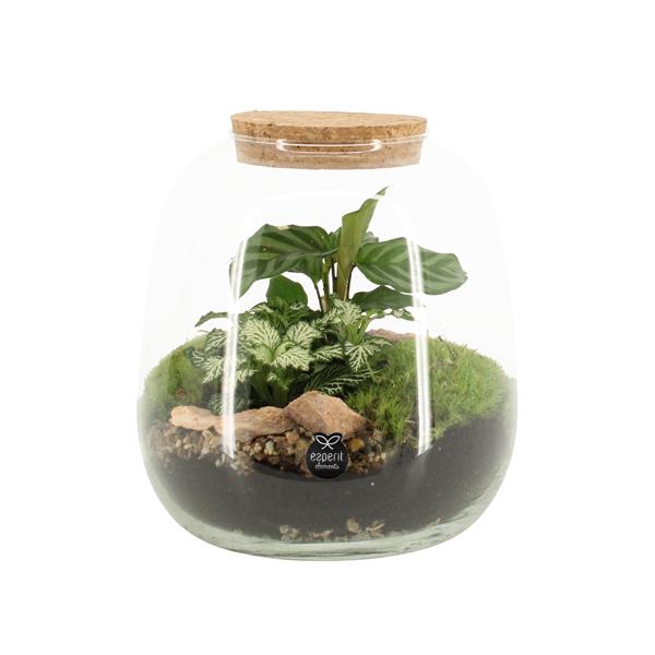 <h4>90424: Terrarium arrangement</h4>