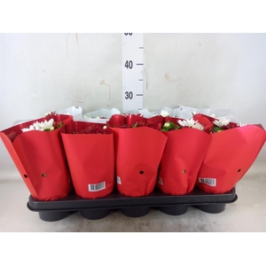 Chrysanthemum  'Chrystal'  ...mix