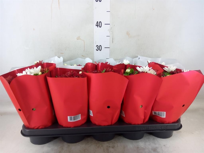 <h4>Chrysanthemum  'Chrystal'  ...mix</h4>