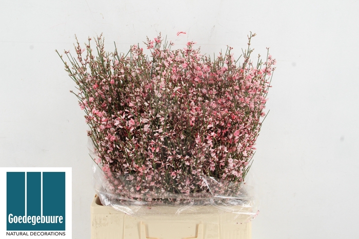 <h4>GENISTA KLB BS H%</h4>