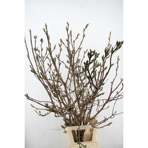 MAGNOLIA SUPERBA VERT. EXTRA 160CM