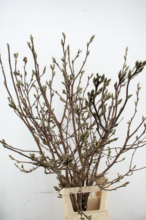 <h4>MAGNOLIA SUPERBA VERT. EXTRA 160CM</h4>