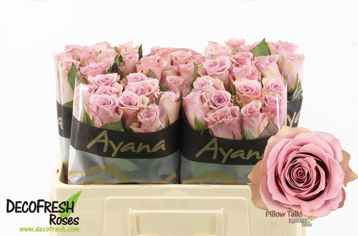 <h4>R Gr Pillow Talk</h4>