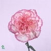 Dianthus st komachi