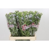 Oxypetalum Tweedia Blue