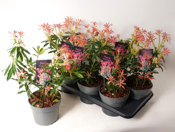 <h4>PIERIS FOREST FLAME</h4>