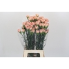 Dianthus St Honey