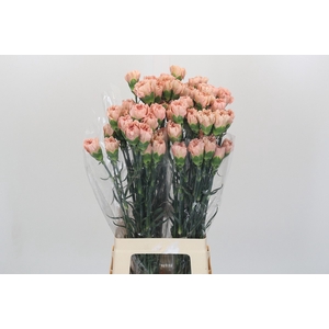 Dianthus St Honey