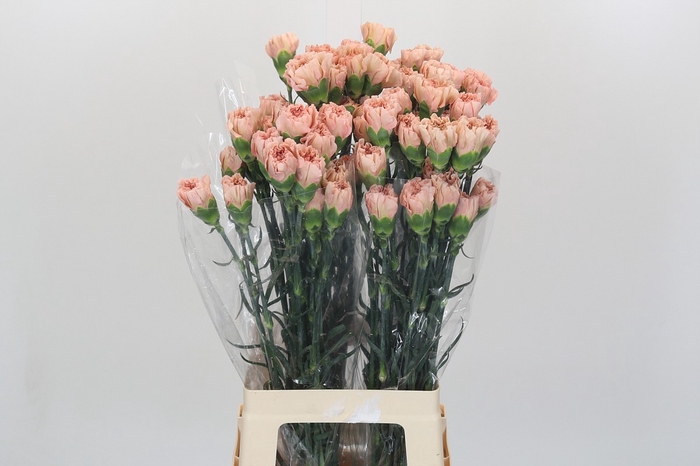 <h4>Dianthus St Honey</h4>