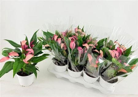 <h4>Anthu Zizou 7+</h4>