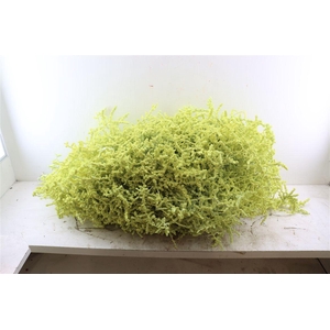 Sprengerie Wild Snow Geel P Stem