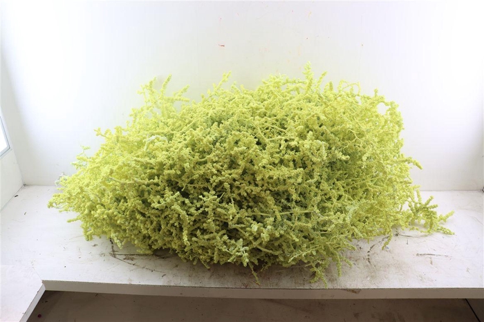 <h4>Asp Painted</h4>