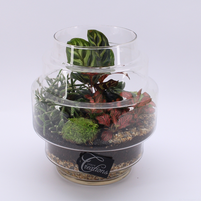 <h4>GRCR-2462 Green Essentials Terrarium</h4>