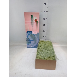 Tillandsia usneoides