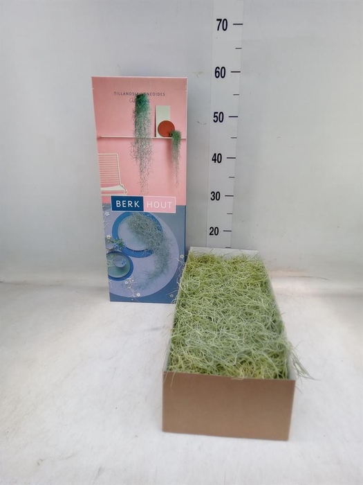 <h4>Tillandsia usneoides</h4>