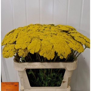 ACHIL PARKERS VARIETY