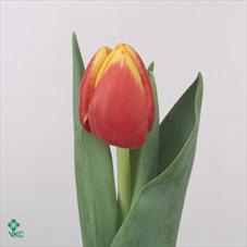 <h4>Tu En Rambo</h4>